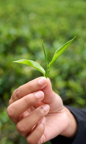 Tea Plantations and Trains